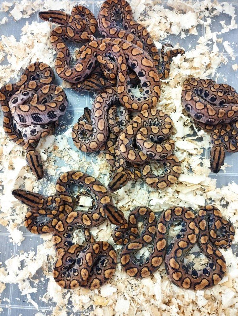 Epicrates  cenchria cenchria