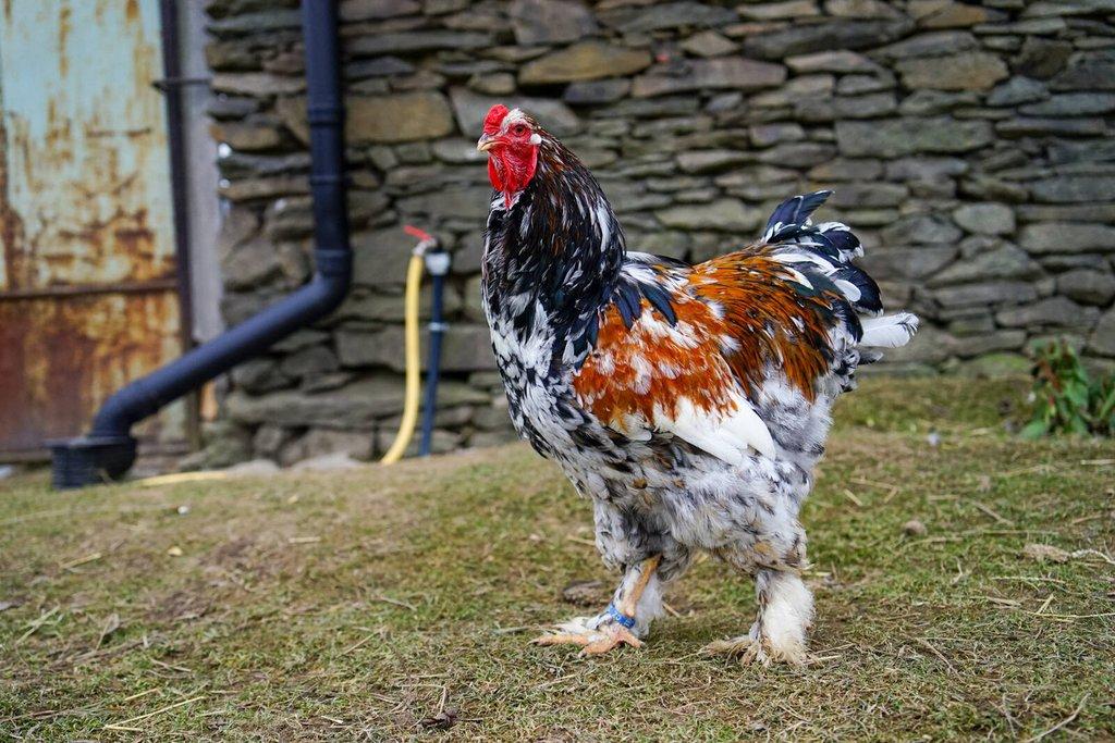 Brahmánky porcelánové🥚 (násadová vejce)