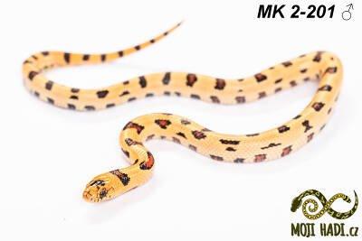 MAGMAKING - korálovka - Lampropeltis