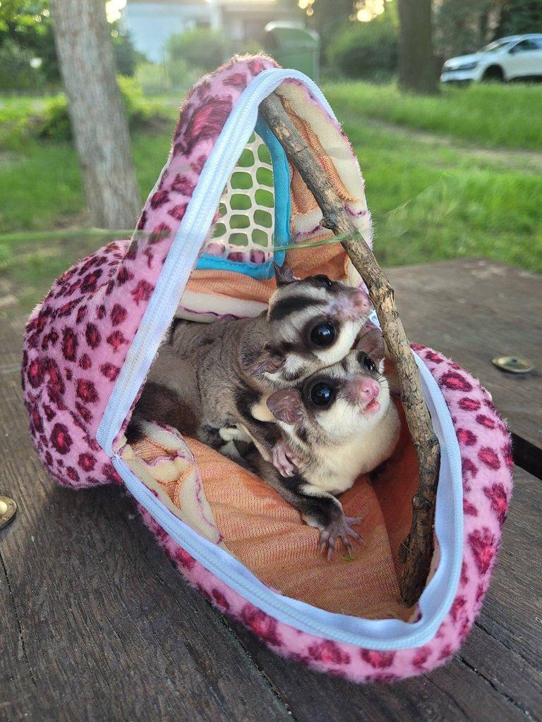Nabízím 3 samice sugar glider ( Vakoveverka) – pouze jako celek