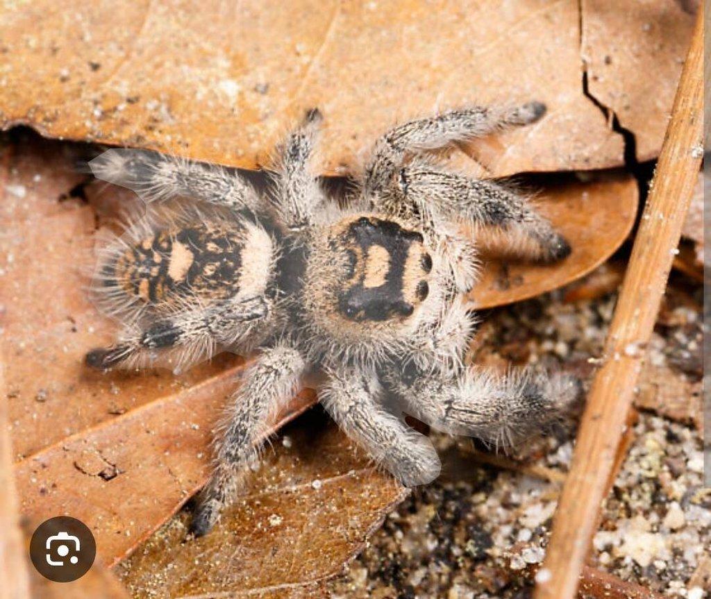 Phidippus regius "Dos Gardenas" a "Ocala"