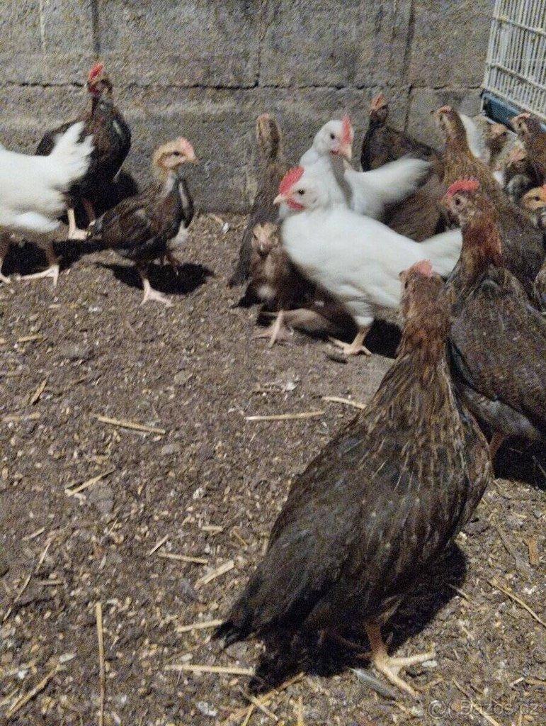 Leghorn,Vlaška koroptví a Australka velká