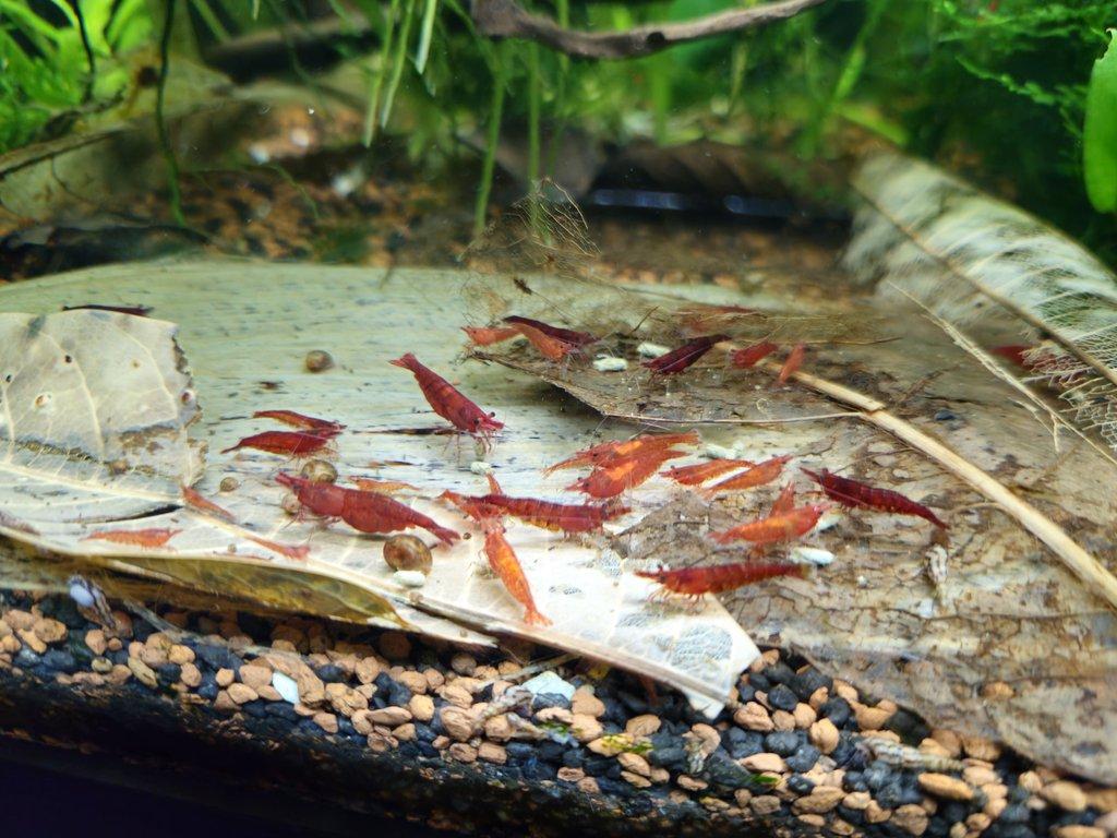 Sparťanské krevetky - nenáročné, čisté linie