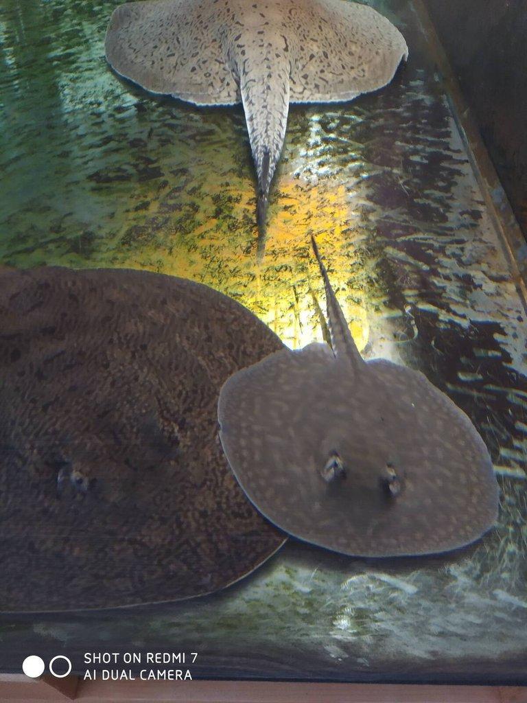 REJNOK -potamotrygon scobina