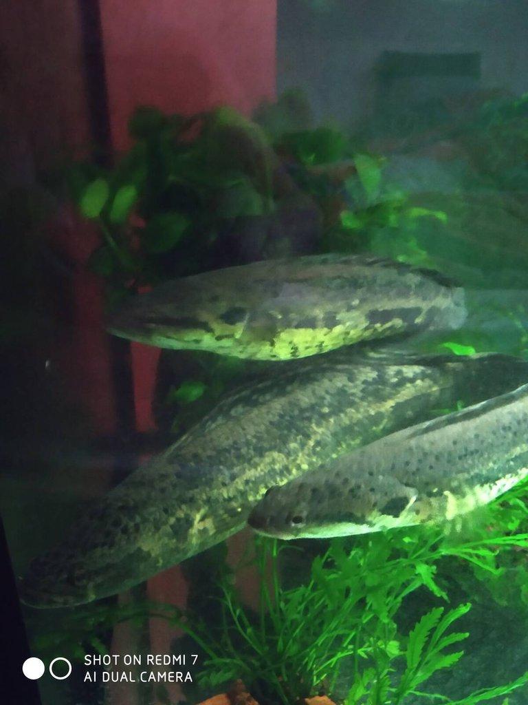 HADOHLAVEC-channa lucius