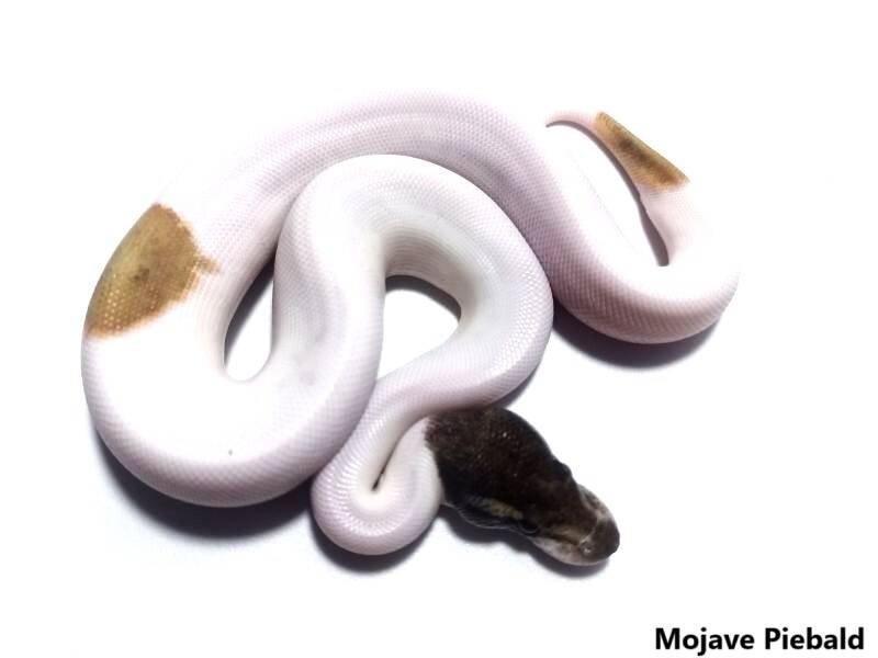 Ponúkam HADY -Korálovky,užovky,pythony