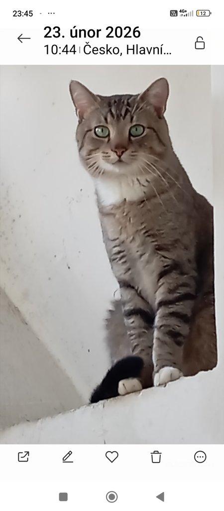 Krásný kocourek Stín x bengálský