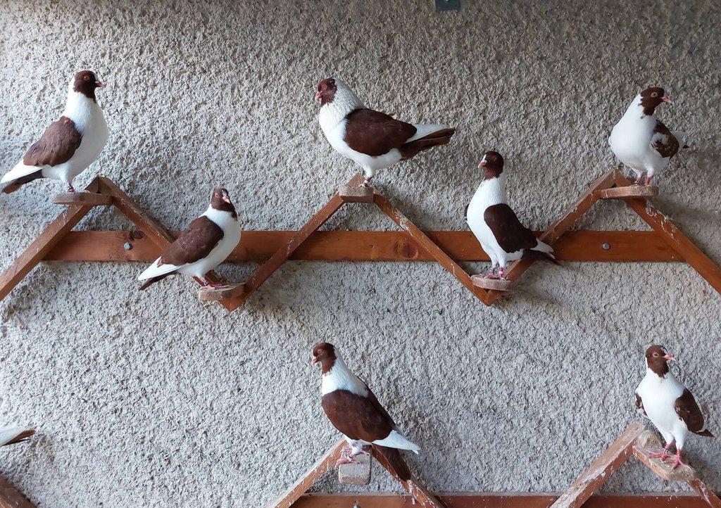 Prácheňský káník modrý bělopruhý a červený