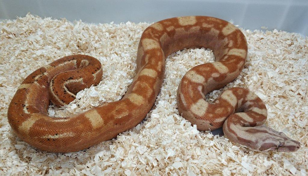 Boa imperator - Keltic VPI Sunglow, Aztec VPI Sunglow