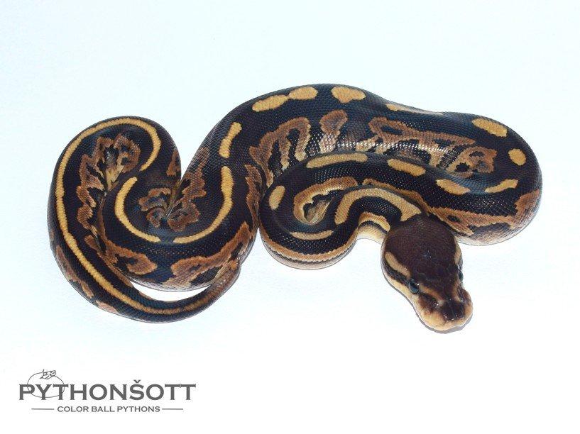 POSLEDNÍ LOŇSKÁ MLÁĎATA KRAJTY KRÁLOVSKÉ ( Python regius)