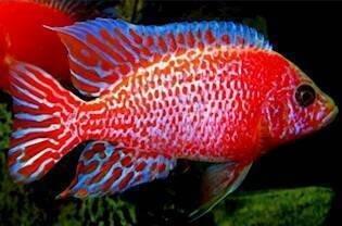 Tlamovci jezera Tanganika a Malawi.