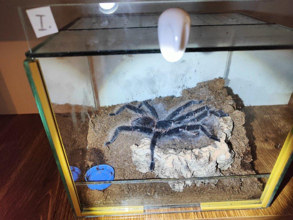 dospělý samec Lasiodora parahybana