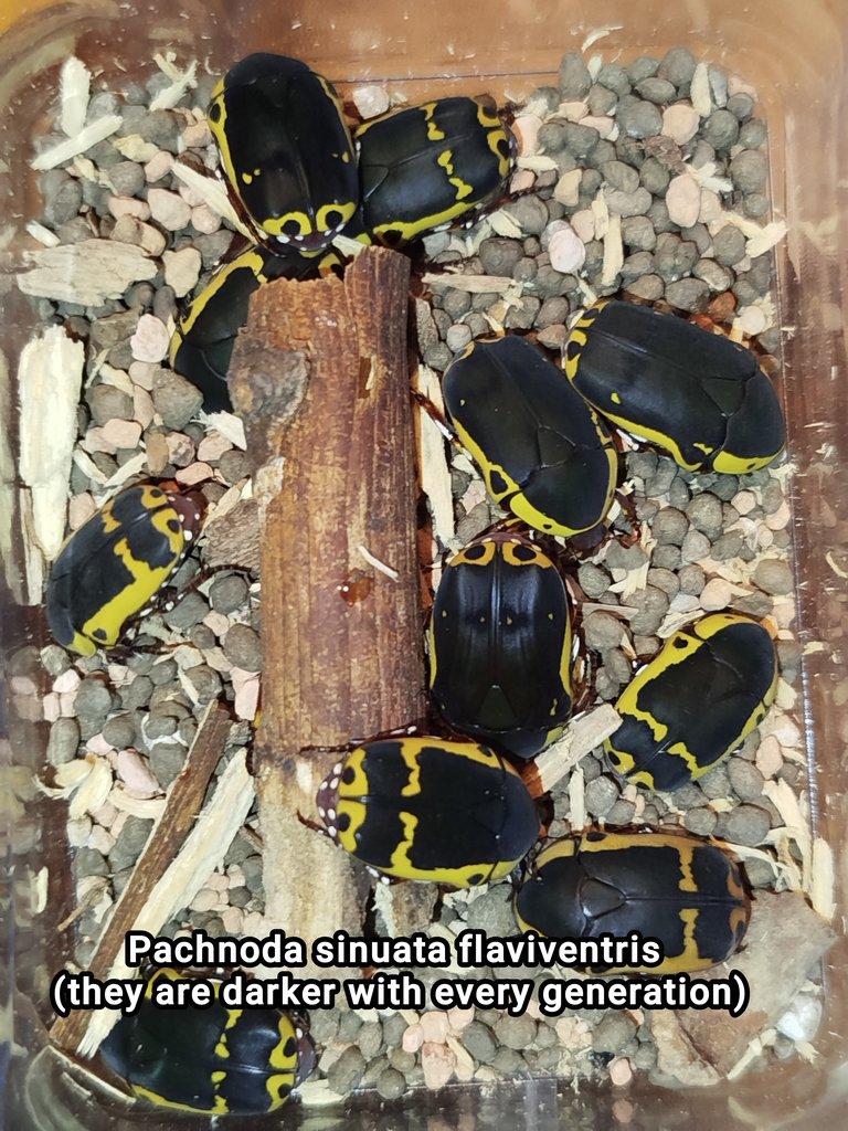 Brouci atd - přebytky 29.7.
