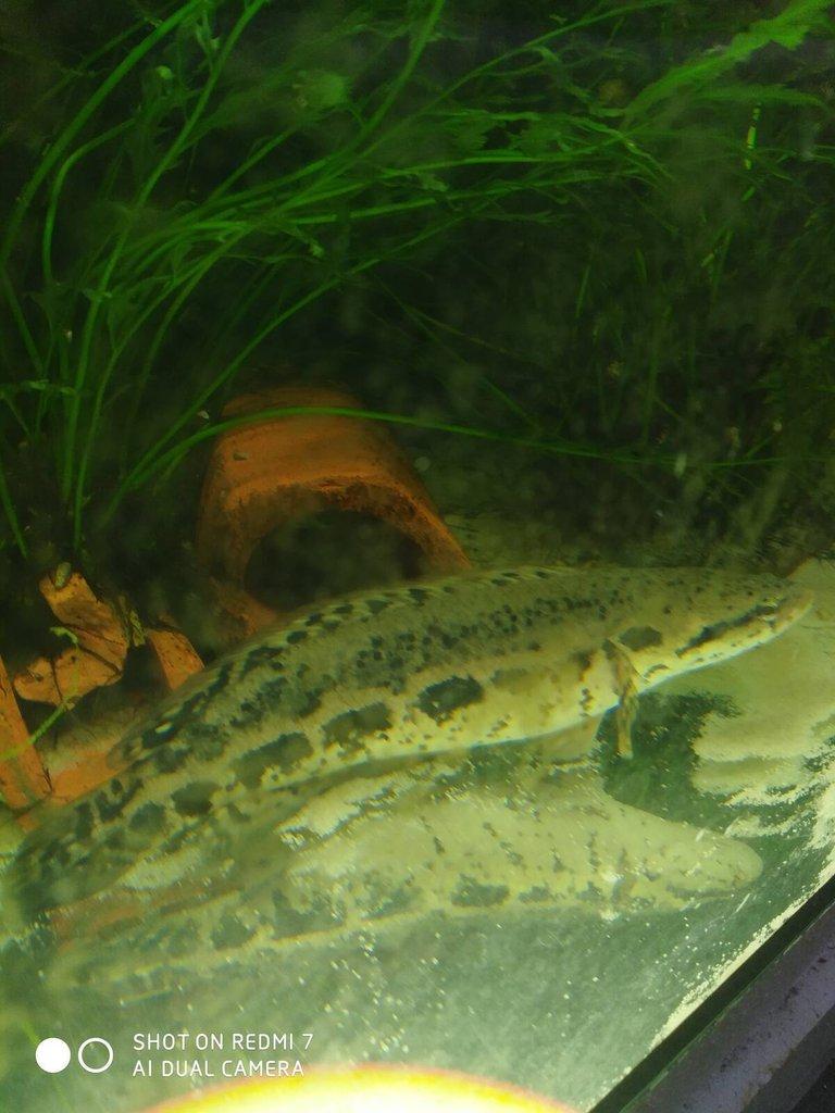 HADOHLAVEC-channa lucius