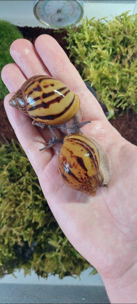 Africký šnek, Archachatina, Achatina Ghana