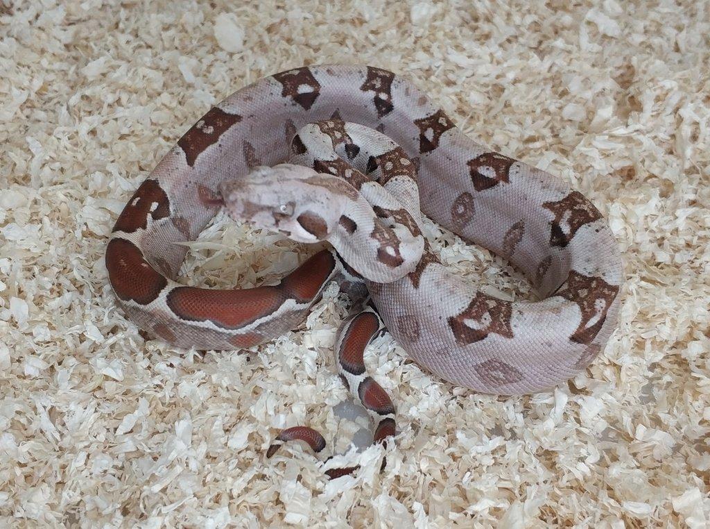 Boa imperator - VPI T+ Albino het Blood, Normal DH VPI Blood