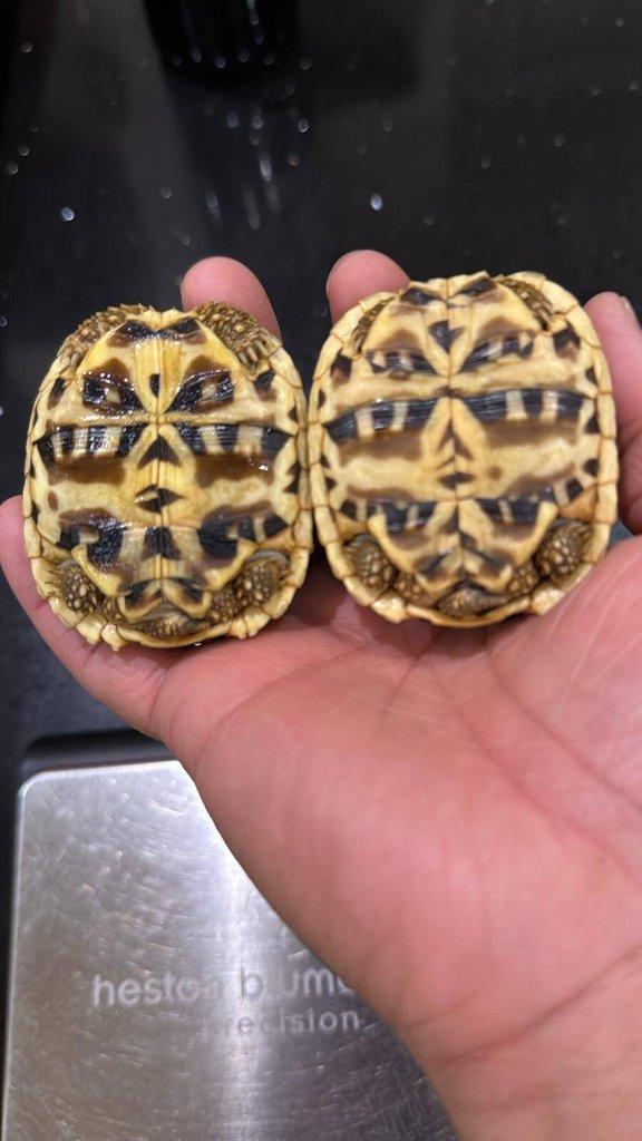Geochelone elegans 0.0.4
