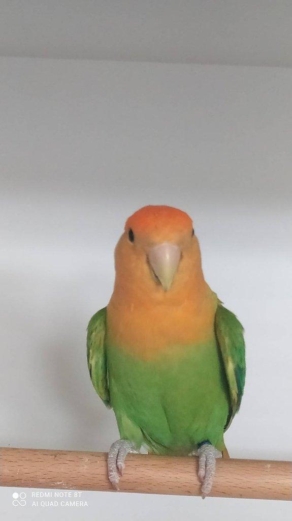 Agapornis růžohrdlý - výstavní typ