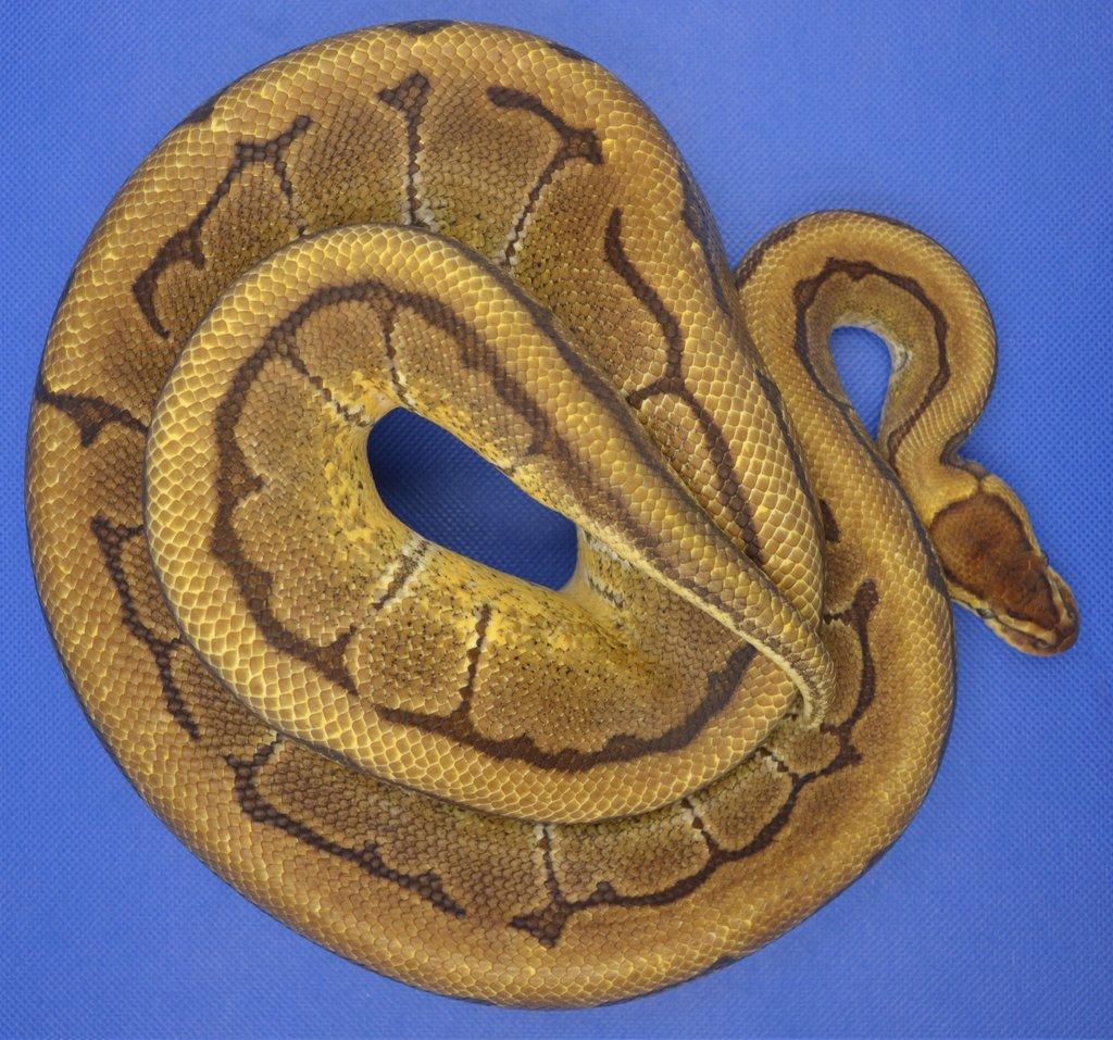 Krajta královská (Python regius) Pinstripe het Clown