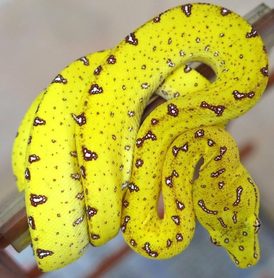 Morelia viridis - lokalitní crossy
