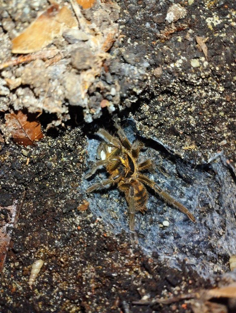Neoholothele fasciaaurinigra
