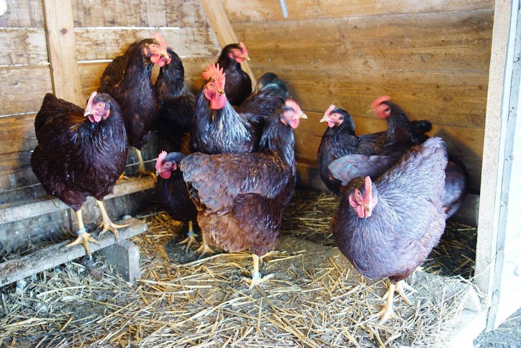 Rodajlendka 🥚🐣 (násadová vejce i kuřátka)