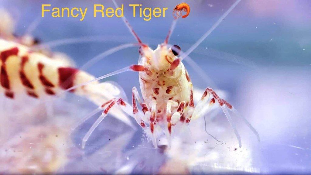 TOP PREMIUM AKVA KREVETKY Caridina a Neocaridina - Odchovy