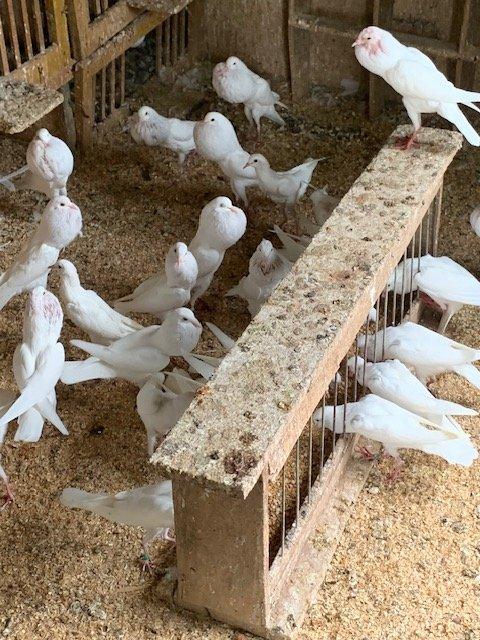 Brněnské voláče bílé,