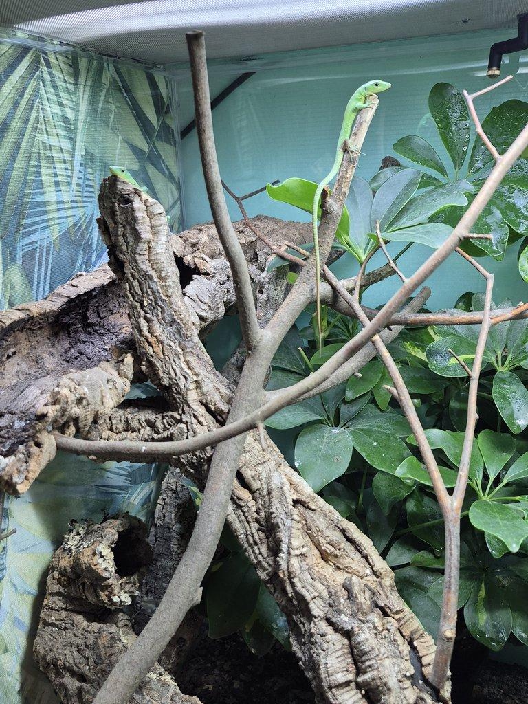 Tria : Gastropholis prasina a Anolis Barbatus
