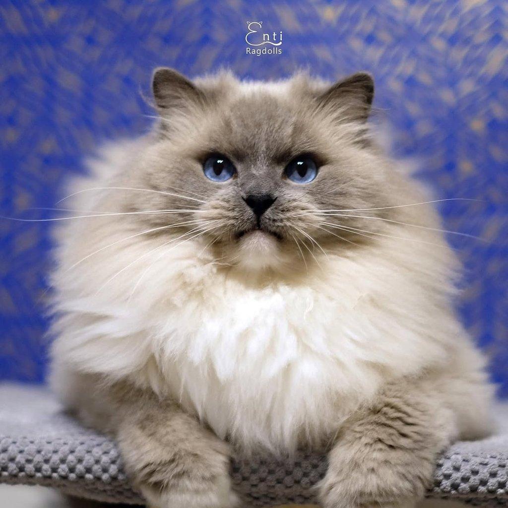 Ragdoll koťátko s PP (FIFE)