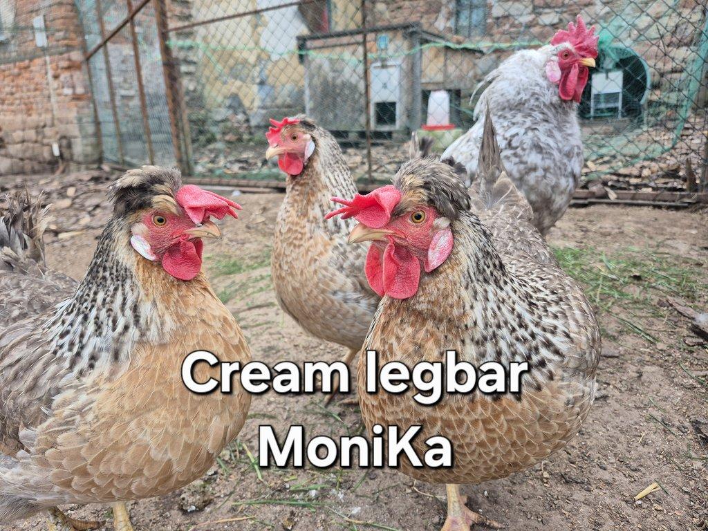 Násadová vajíčka Cream legbar
