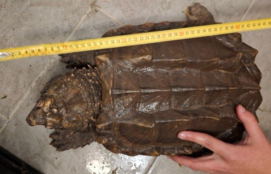 Prodám kajmanky supí