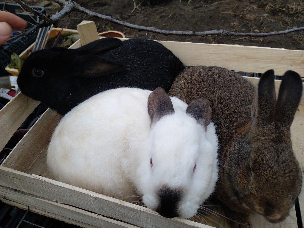 Kalifornský králík +mix