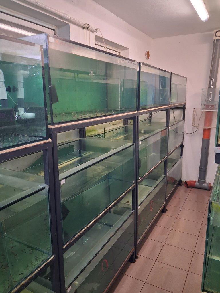 Akvarijní pěstírna