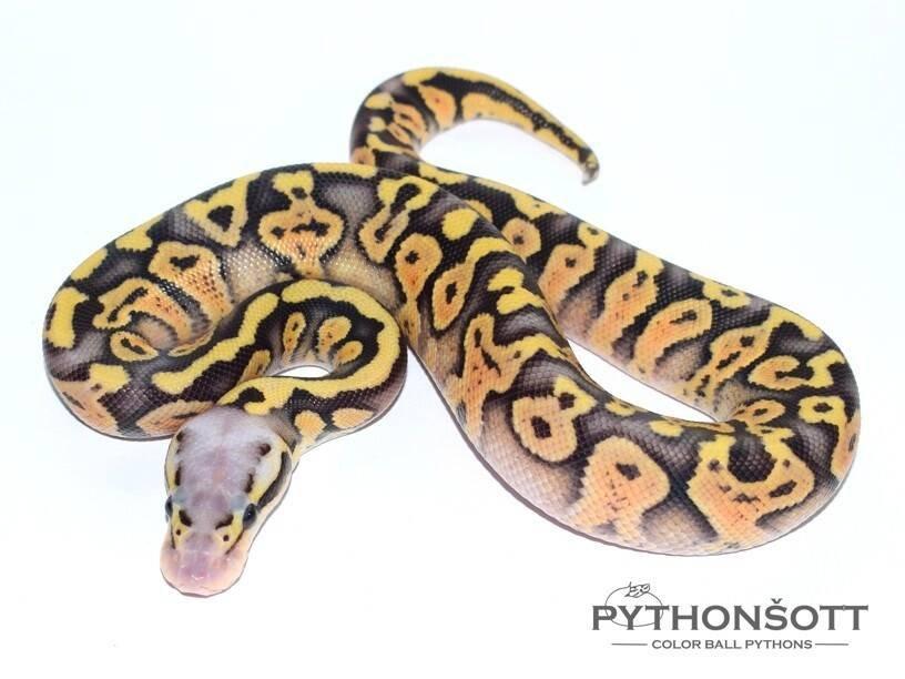 MLÁĎATA KRAJTY KRÁLOVSKÉ (Python regius)