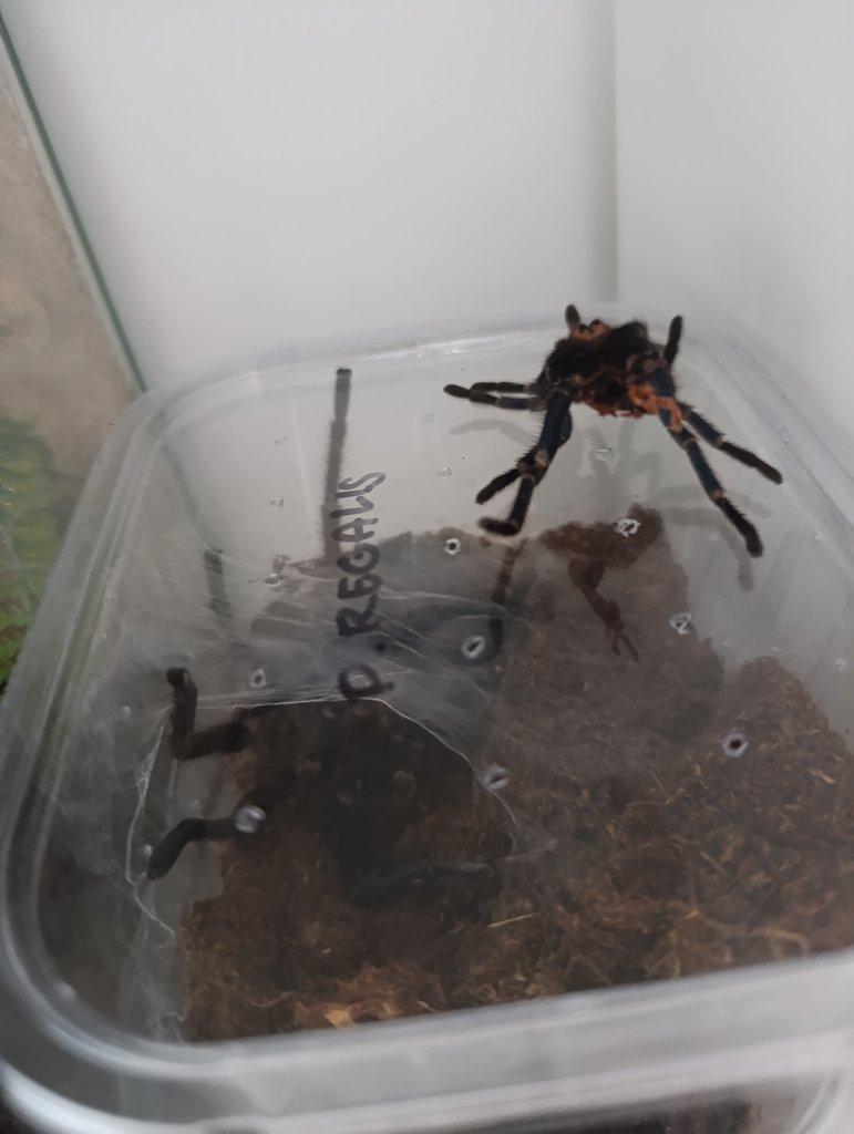 Prodám samce phormictopus auratus