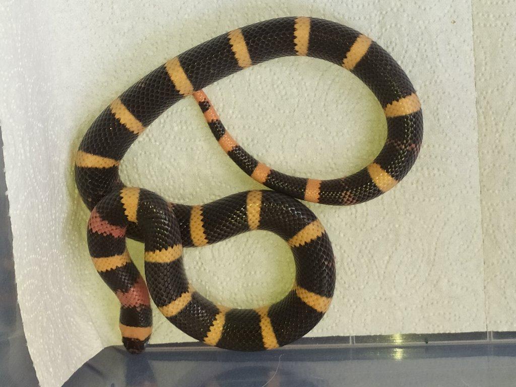 Lampropeltis  campbelli halloween 1,0