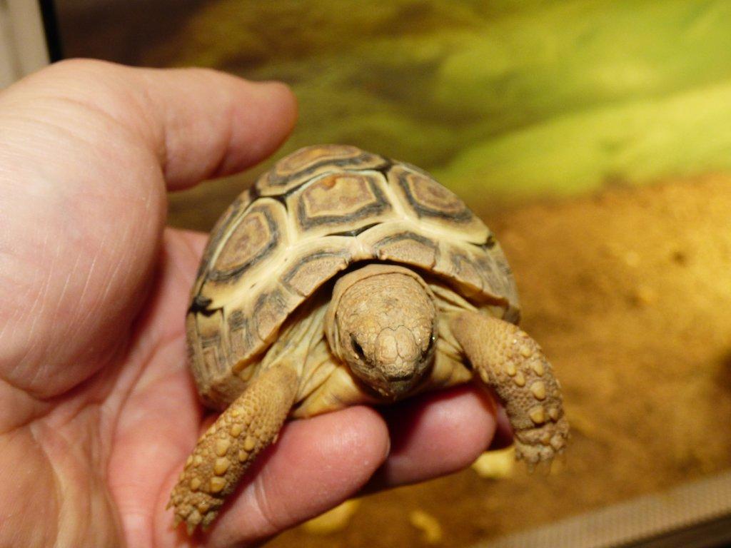 Želva pardálí (Stigmochelys pardalis)