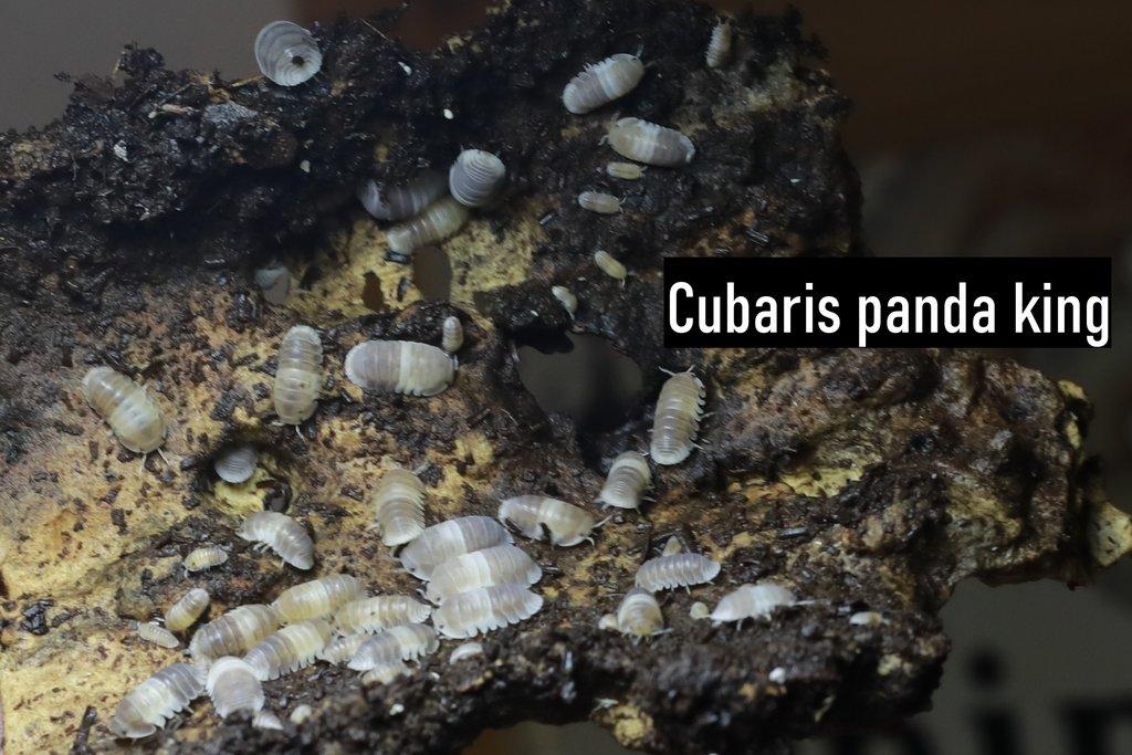 Isopody, stínky, svinky