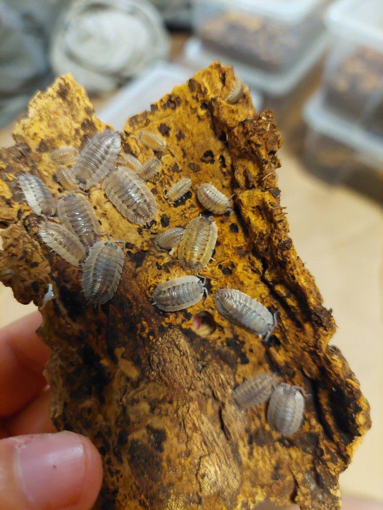 Isopody, stínky, svinky