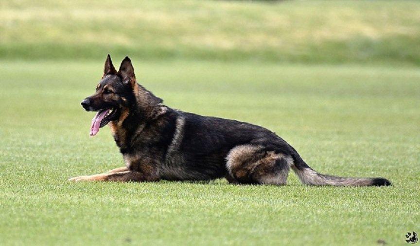 Německý ovčak štěnata z pp