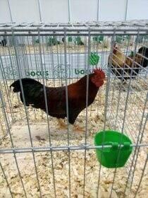 VELSUMKA ZDROBNĚLÁ REZAVĚ KOROPTVÍ  NV