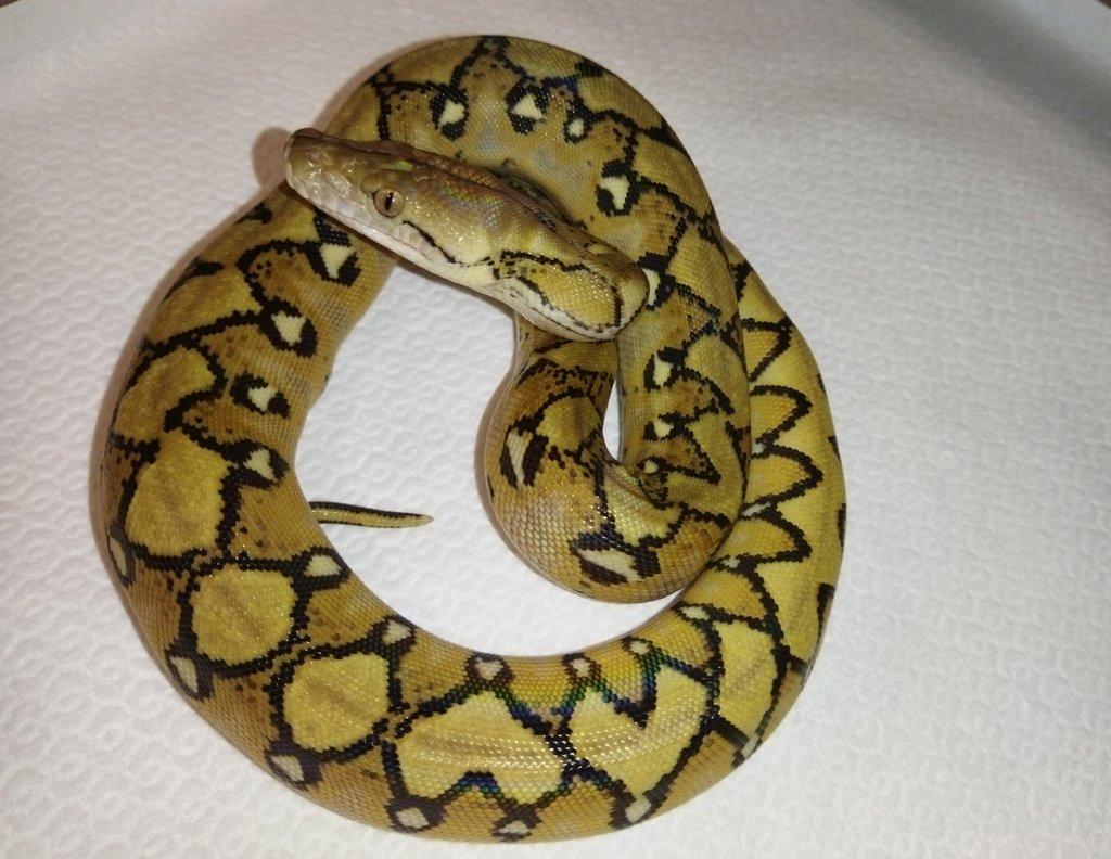 Malayopython reticulatus CB 2025
