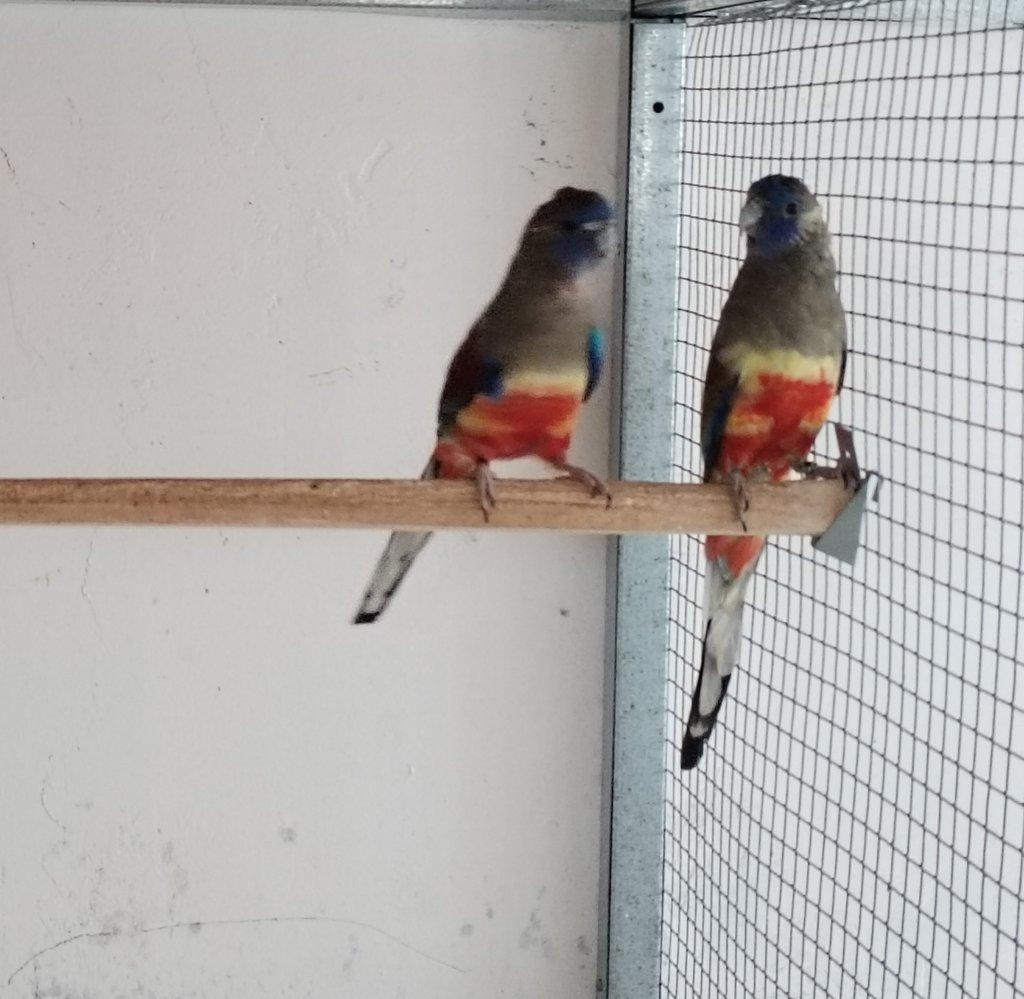 Vyměním nebo prodám