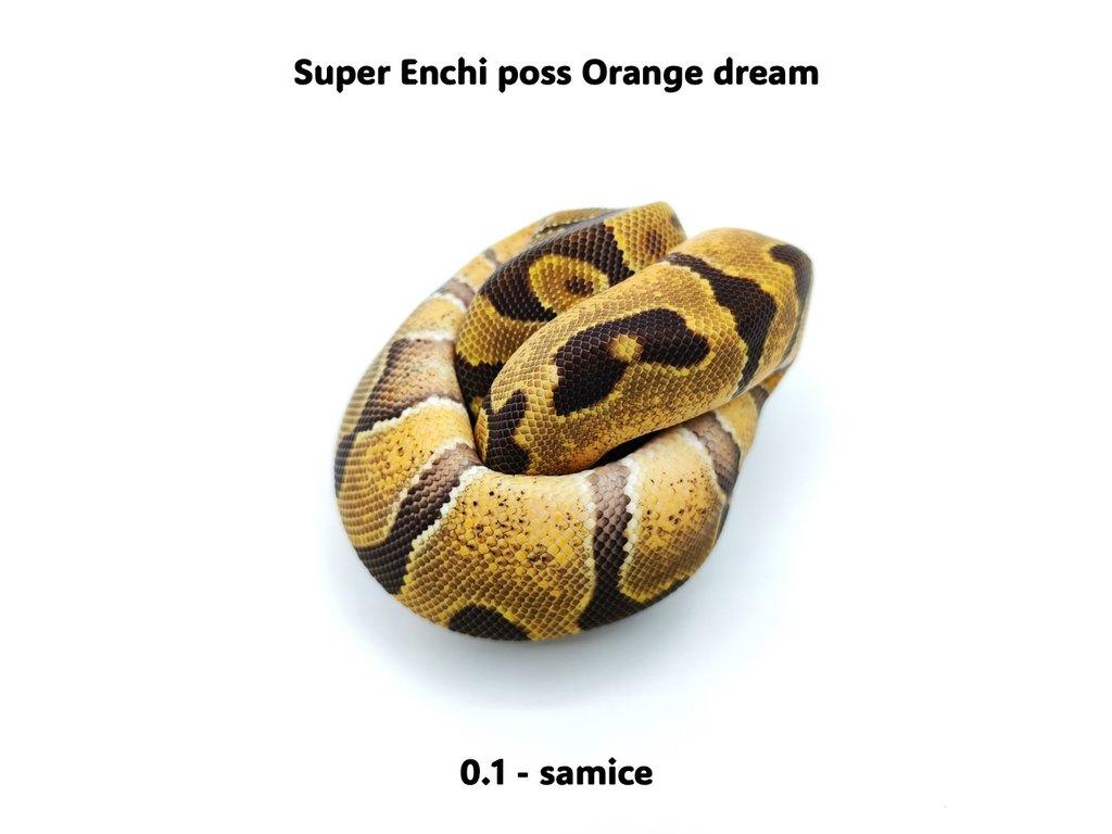 Krajta královská (Python regius) - mláďata