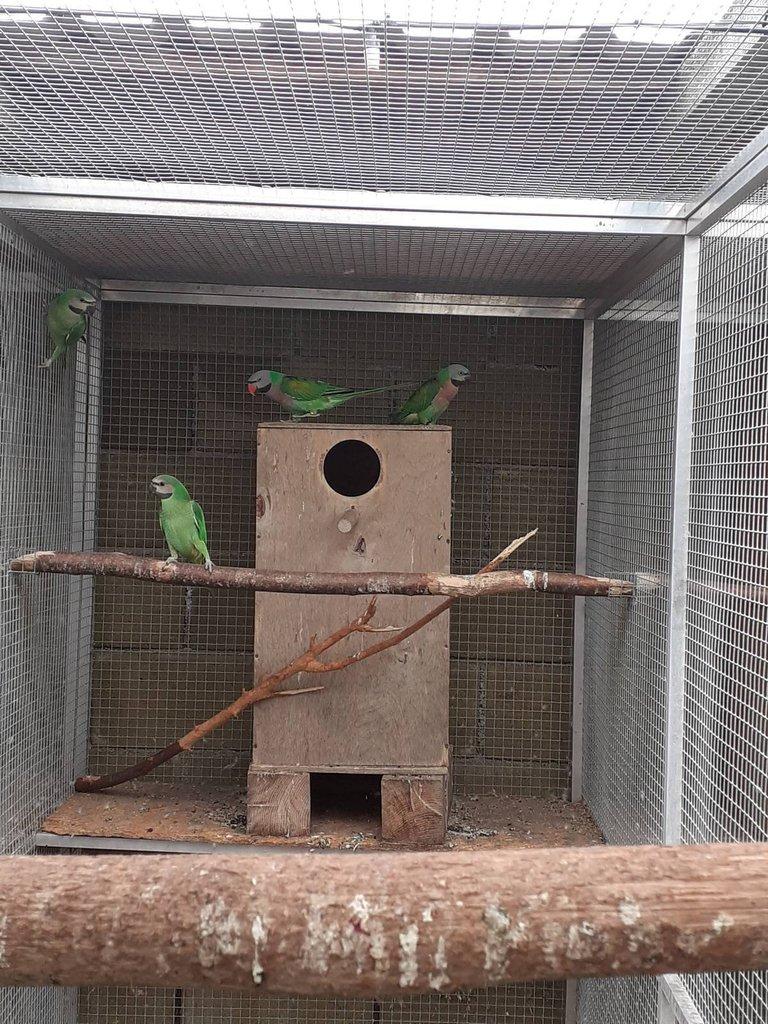 Alexandr růžový vousatý