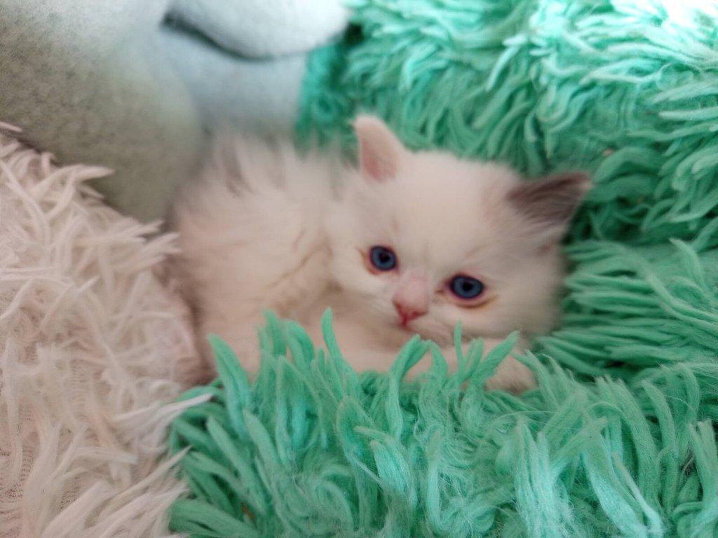 koťátko Ragdoll