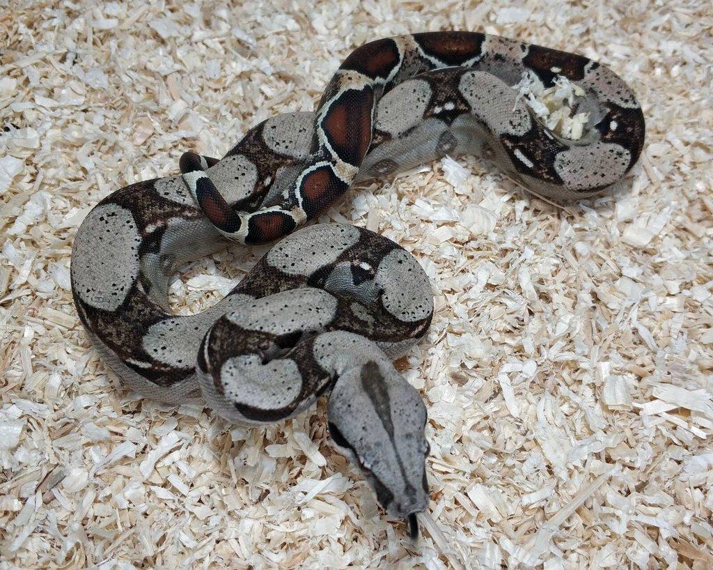 Boa imperator- Sharp Sunglow 66% het Sterling,Hypo Sterling