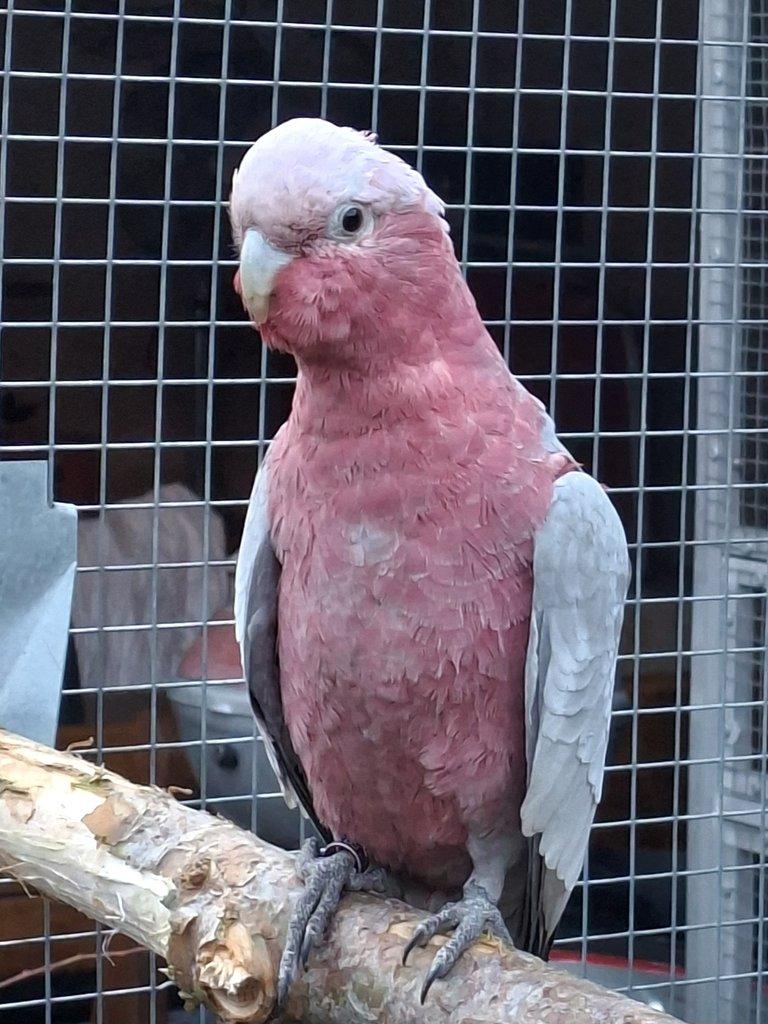 Kakadu ruzovy štépak