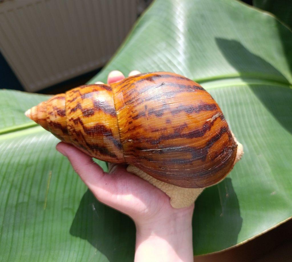 Achatina Achatina